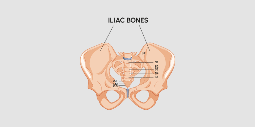 iliac-bones-67862fed10630373725454.png