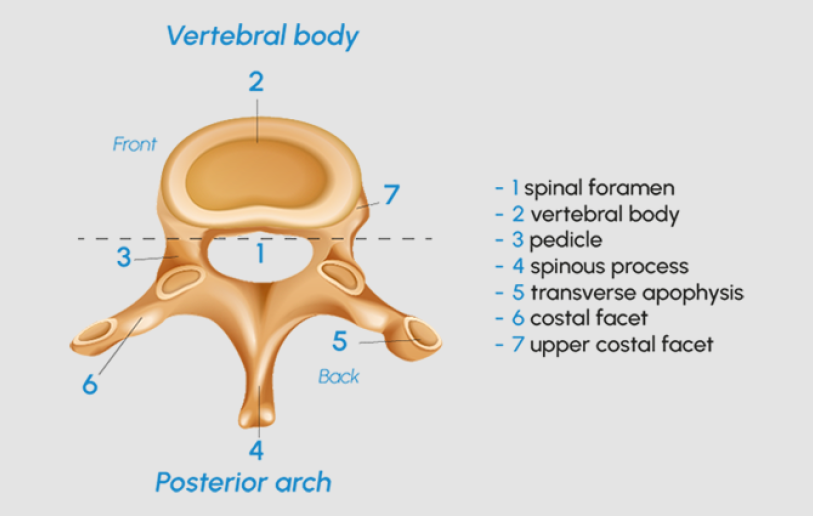 anatomy-of-a-vertebra