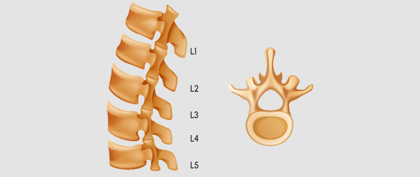 vertèbres-lombaire