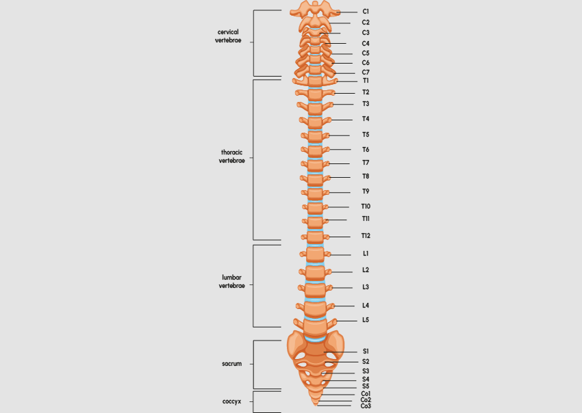 anatomy-of-the-vertebral-column