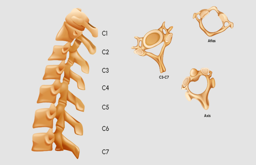 the-cervical-vertebrae