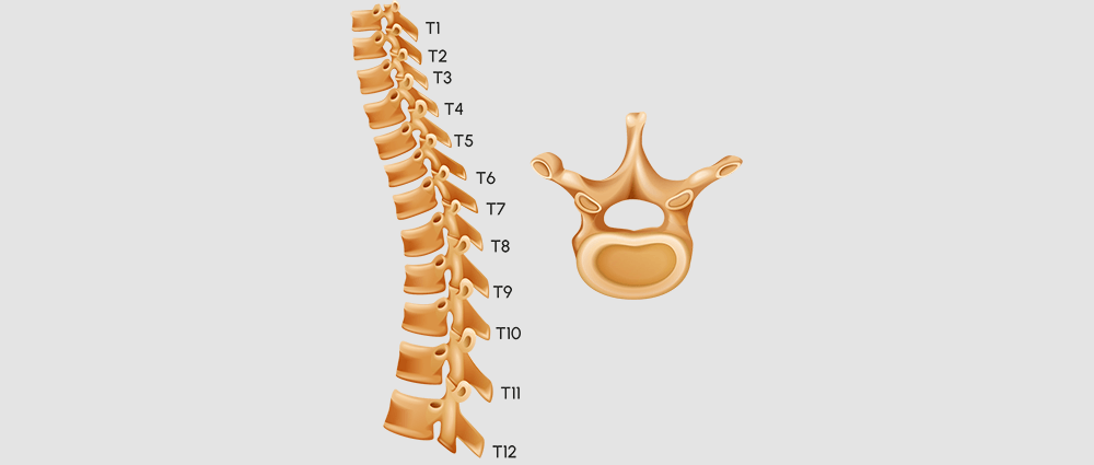 thoracic-vertebrae